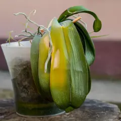 Orchidée fatiguée, feuilles jaunies. Comment faire refleurir une orchidée ? Conseils pour la revitaliser.