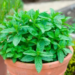 En frodig myntaplanta i en terrakottakruka. Perfekt för dig som vill odla mynta och njuta av dess friska doft och smak.