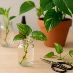 Efeutute Ableger in Wassergläsern mit Wurzeln, bereit zum Einpflanzen. Eine Schere liegt daneben.