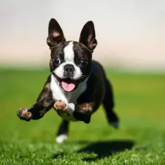 Un Boston Terrier en pleno **zoomies perro**, salta feliz por el césped con la lengua fuera y las orejas al viento.