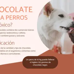Un perro blanco lame un muffin de chocolate. El texto advierte sobre la toxicidad del chocolate para perros, pero mi perro come chocolate y no le pasó nada.