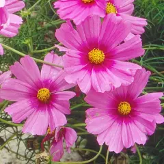 Plusieurs fleurs de cosmos roses vives avec des cœurs jaunes éclatants, entourées de feuillage vert. Ces semis de cosmos promettent une belle floraison estivale.