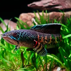 Poisson serpent d'eau douce aux couleurs vives, nageant dans des plantes aquatiques. Un test nitrate est nécessaire pour son bien-être.