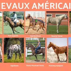 Collection de chevaux américains : Criollo, Polo argentin, Standardbred, Quarter Horse, Selle argentin, Paso péruvien, Appaloosa, Rocky Mountain Horse, Mustang espagnol, Aztèque.