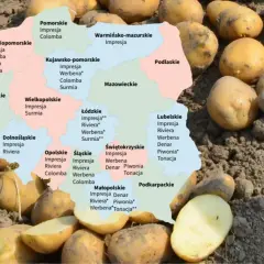 Mapa Polski z odmianami ziemniaków, np. Impresja, Riviera, Werbena. W tle świeżo wykopane ziemniaki ranomi.