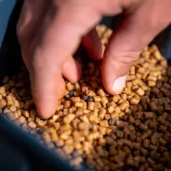 Dłoń sięga po zanętę na karasie. Małe granulki zanęty w pojemniku.