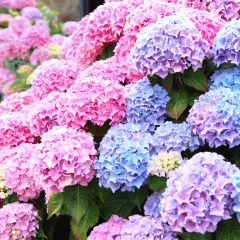 En blomsteräng med många hortensia sorter i nyanser av rosa och lila.