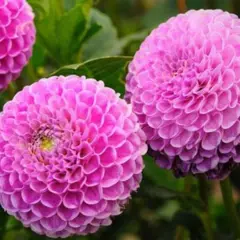 Magnifiques dahlias roses, parfaits pour savoir que planter en avril fleurs. Leurs pétales denses évoquent des pompons.
