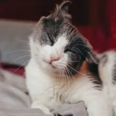 Kot z zapaleniem ucha drapie się po głowie, zamykając oczy w grymasie.