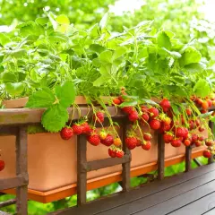Un fraisier remontant débordant de fruits rouges sur un balcon ensoleillé. Les fraises mûres pendent gracieusement des tiges vertes.