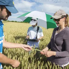 Trois personnes examinent une tige de blé dans un champ, un projet de recherche agricole en cours.