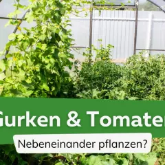 Gurken und Tomaten wachsen üppig nebeneinander in einem Gewächshaus.