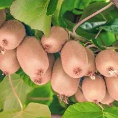 Sadzenie mini kiwi: Kompletny poradnik krok po kroku dla ogrodników