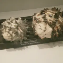 Dos caracolas expuestas en el museo del mar (la guardia). Una es Murex Radix Pacifico Americano.