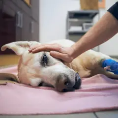 Un perro recibe una caricia en la cabeza, con una vía intravenosa en su pata. Un momento de ternura y despedida, quizás el último adiós antes de la eutanasia del perro.
