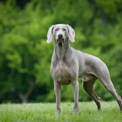 Ein eleganter Weimaraner Hund steht auf einer grünen Wiese vor einem unscharfen Hintergrund aus Bäumen.