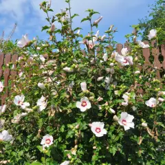 Piękny hibiskus w ogrodzie, z białymi kwiatami i czerwonymi środkami, kwitnie obficie na tle drewnianego płotu i błękitnego nieba.