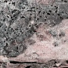 Un insecte termite ronge le bois, laissant des tunnels et des galeries. La texture du bois est criblée de trous.