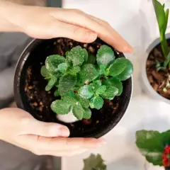 Dłonie obejmują doniczkę z młodym, zielonym kwiatem kalanchoe, pokrytym kropelkami wody.