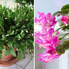 En grön kaktus med många knoppar och en annan kaktus med vackra rosa kaktus blommor.