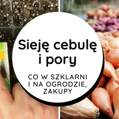Jak siać cebulę z nasion - proste kroki do udanej uprawy