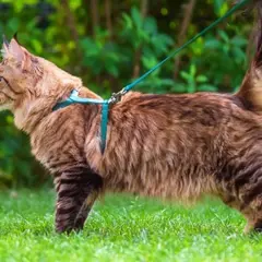Un chat Maine Coon brun, explorant l'herbe verte, porte un harnais bleu turquoise. Quel harnais pour chat est parfait pour les aventures en plein air !