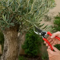 Hände mit roter Gartenschere schneiden Zweige eines Olivenbaums. Bilder vom Olivenbaum schneiden.