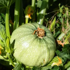 Une courgette de Nice ronde et verte, parsemée de petites taches claires, pousse au milieu de feuilles luxuriantes et de fleurs jaunes orangées.