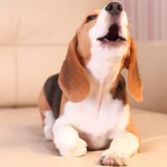 Un beagle joven, con su hocico hacia arriba, parece que mi perro llora mucho. Está en un sofá beige.
