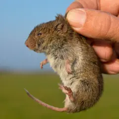 Mała nornica trzymana w dłoni. Zastanawiasz się, co na nornice?