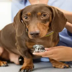 Perro salchicha marrón en consulta veterinaria. El veterinario examina al perro, que podría tener cistitis.