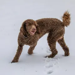 Un caniche marrón, con su pelaje rizado, explora la nieve fresca, dejando huellas en su camino.