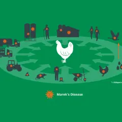 Schema zur Übertragung von Marek's Disease: Viren verbreiten sich über Fahrzeuge, Menschen, Tiere und die Umwelt. Eine Behandlung ist entscheidend.