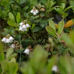 Piccoli fiori bianchi a campanella del mirtillo, delicati e nascosti tra le foglie verdi.
