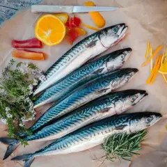 Czym się żywi makrela? Odkryj jej zaskakującą dietę morską