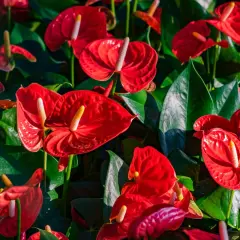 Un parterre luxuriant d'anthurium rouge vif, leurs spathes brillantes contrastant avec le feuillage vert profond.