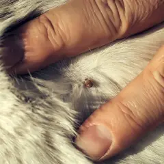 Gros plan d'une tique sur le pelage blanc d'un chien, examinée par des doigts humains.