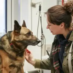 Kobieta głaszcze pięknego psa rasy owczarek niemiecki.
