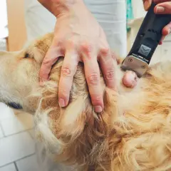 Weterynarz bada ruchomy guzek pod skórą u psa rasy golden retriever, przygotowując się do jego usunięcia.