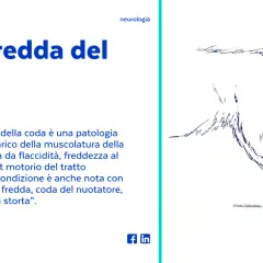 Disegno di un cane con la coda abbassata, che illustra la sindrome della coda fredda, una patologia infiammatoria.