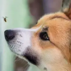 Cómo actuar si a mi perro le ha picado una avispa para evitar complicaciones