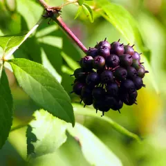 Grappolo di bacche scure, forse del ginseng siberiano, su un ramo con foglie verdi e sfondo sfocato.