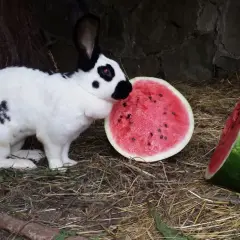 Ein weiß-schwarzer deutscher Riese nascht genüsslich von einer saftigen Wassermelone.