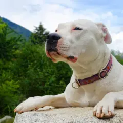 Un adorable dogo argentino bebe, con su collar morado, descansa sobre una roca, contemplando el paisaje montañoso.