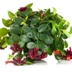 Aeschynanthus marmoratus z ciemnozielonymi liśćmi i jaskrawoczerwonymi kwiatami w kształcie tuby, tworzący bujną kaskadę.