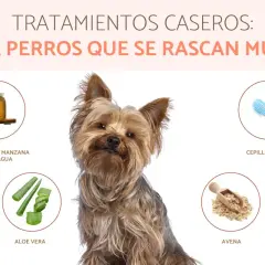 Perro Yorkshire con remedios caseros para pulgas: vinagre de manzana, aloe vera, avena y cepillo.
