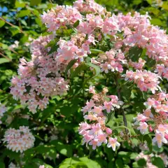 Zarte rosa Blüten der Kolkwitzie, bereit für den Rückschnitt.