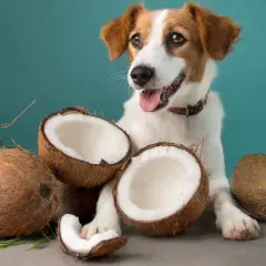 A happy dog sits with coconuts, hinting at whether coconut oil is good for dogs.