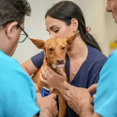 Veterinario Granada: Encuentra la mejor atención para tu mascota