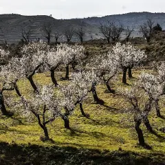 Un mirador de los almendros en flor, con árboles blancos cubriendo una ladera verde. Al fondo, colinas oscuras y molinos de viento.